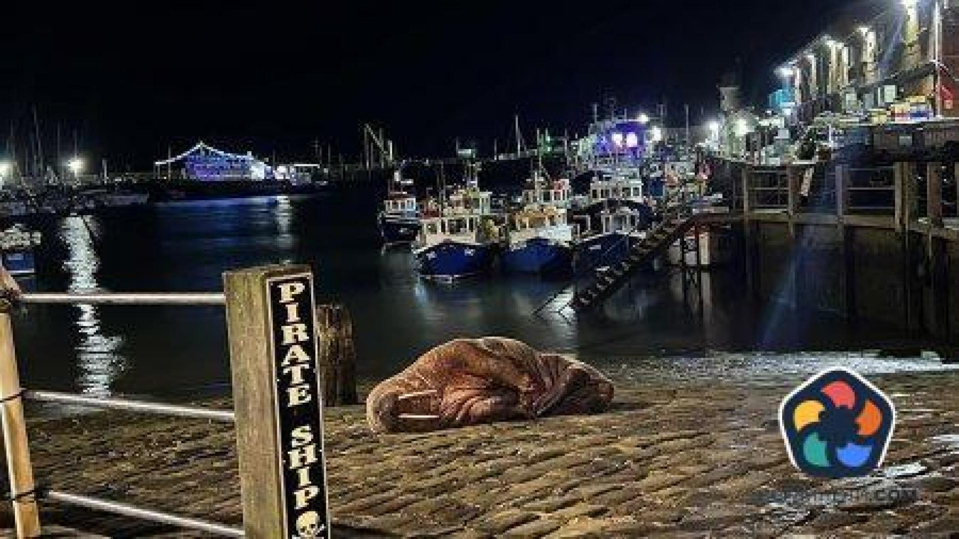 Морж провали новогодишната заря в Скарбъро