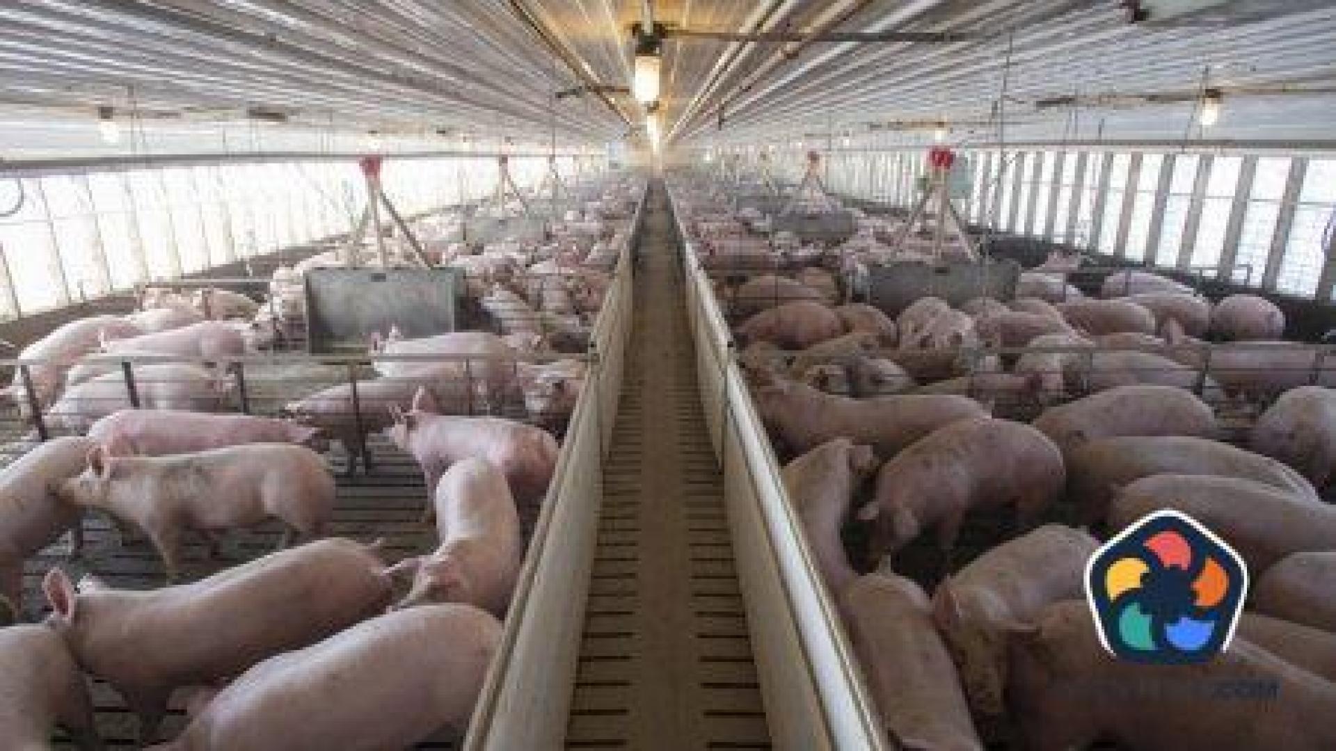 ЕК одобри облекчения за България при търговията с живи свине и продукти, добити от тях