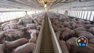 ЕК одобри облекчения за България при търговията с живи свине и продукти, добити от тях