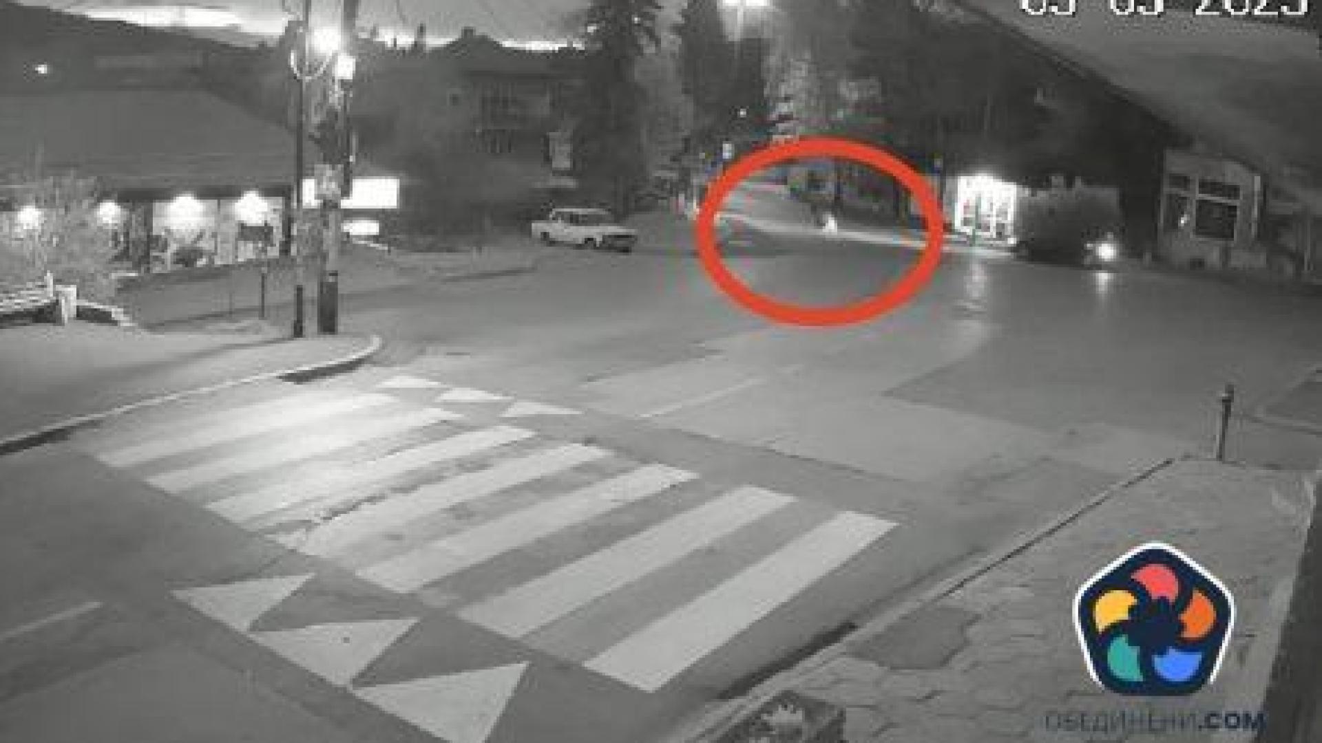 Мечка препуска по улиците на Владая (видео)