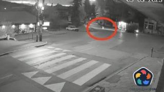 Мечка препуска по улиците на Владая (видео)