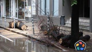 Паднало дърво рани 14-годишно момиче в София