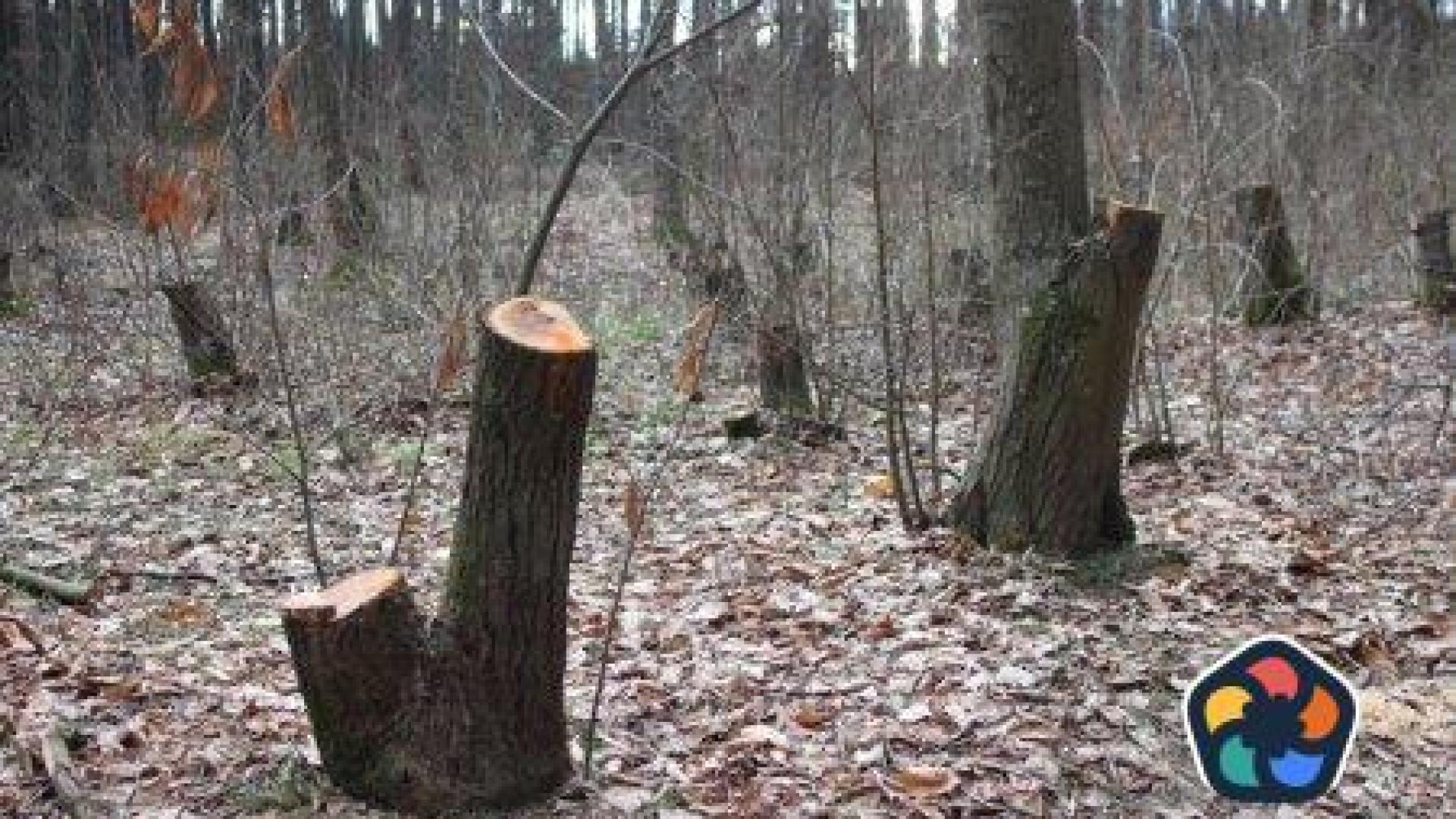 Как ДПС се готви да увеличи тройно сечта в горите?
