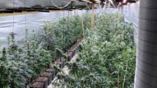 Прокуратурата образува 44 дела за разпространение на наркотици