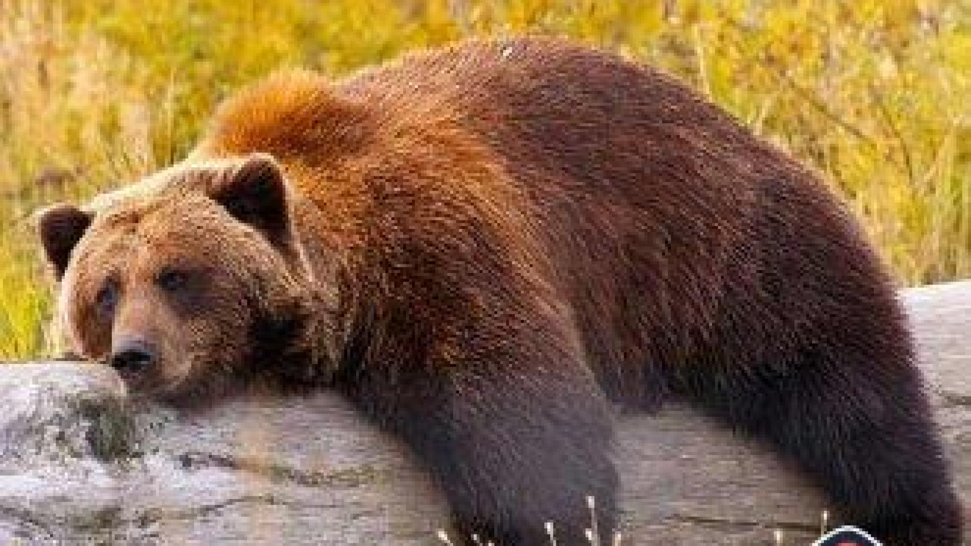 Мечка броди по улиците на румънския град Плоещ