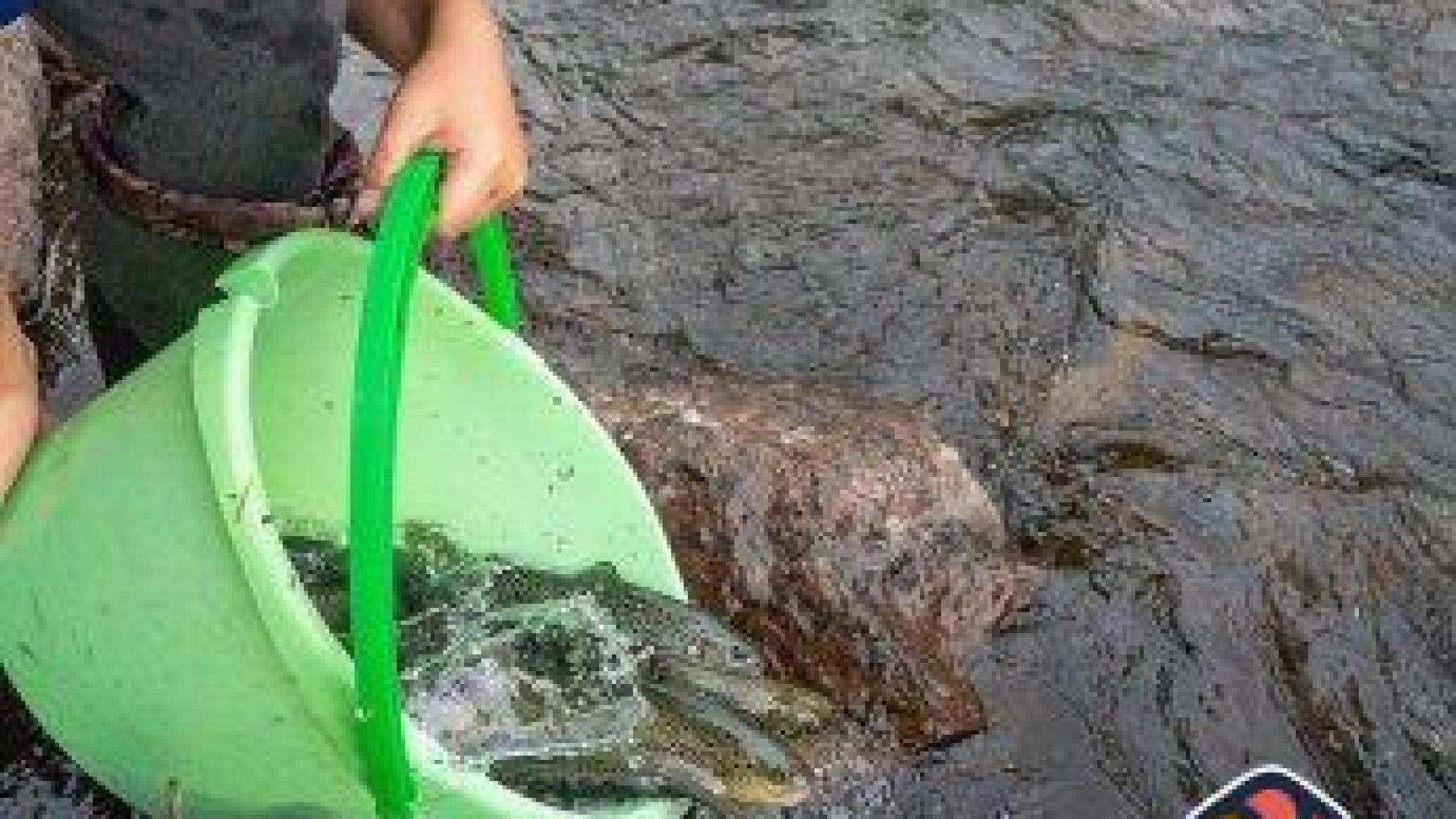 Започна зарибяването на замърсената река Девинска