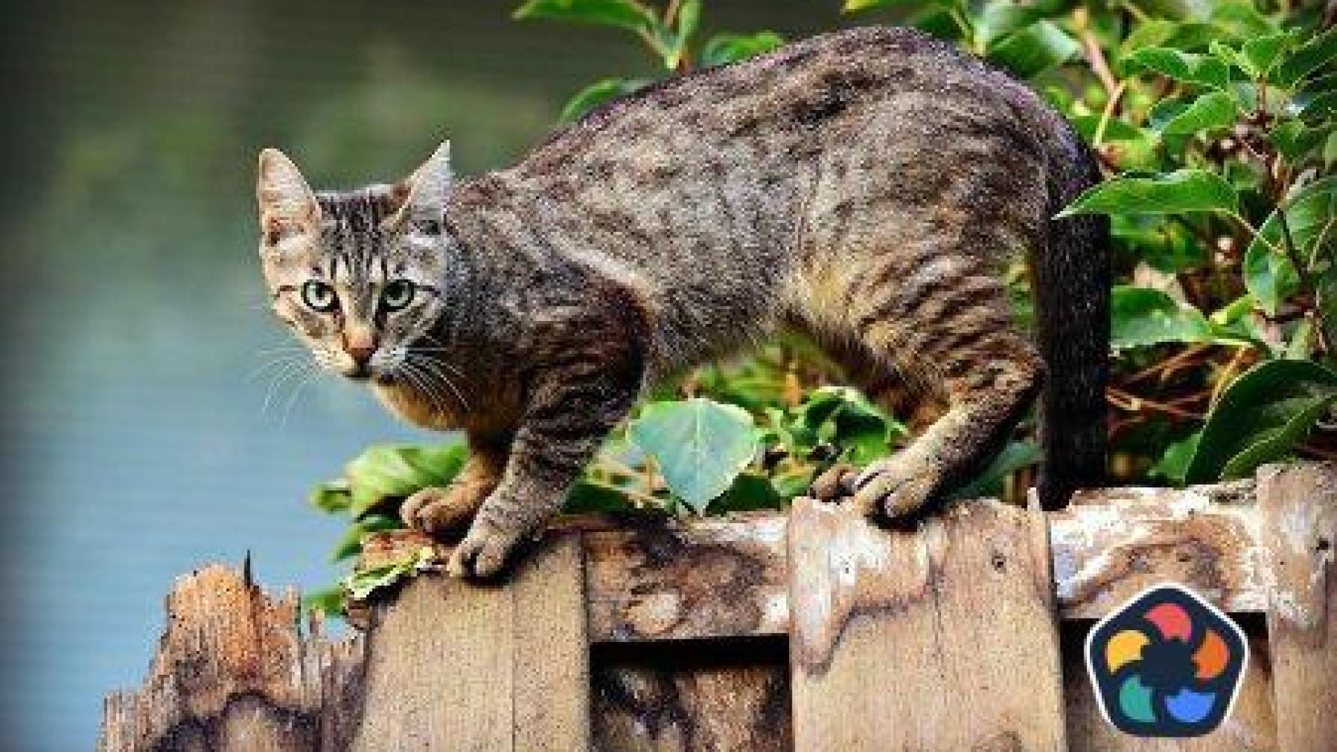 В Кипър започват да лекуват болни котки с хапчета срещу Covid