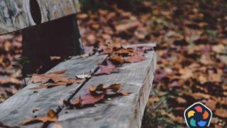 Ефектът ОПОС: Какво се случва с есенните листа?