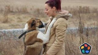 "Помогни и спаси живот": Мястото, където се грижат за пострадали бездомничета