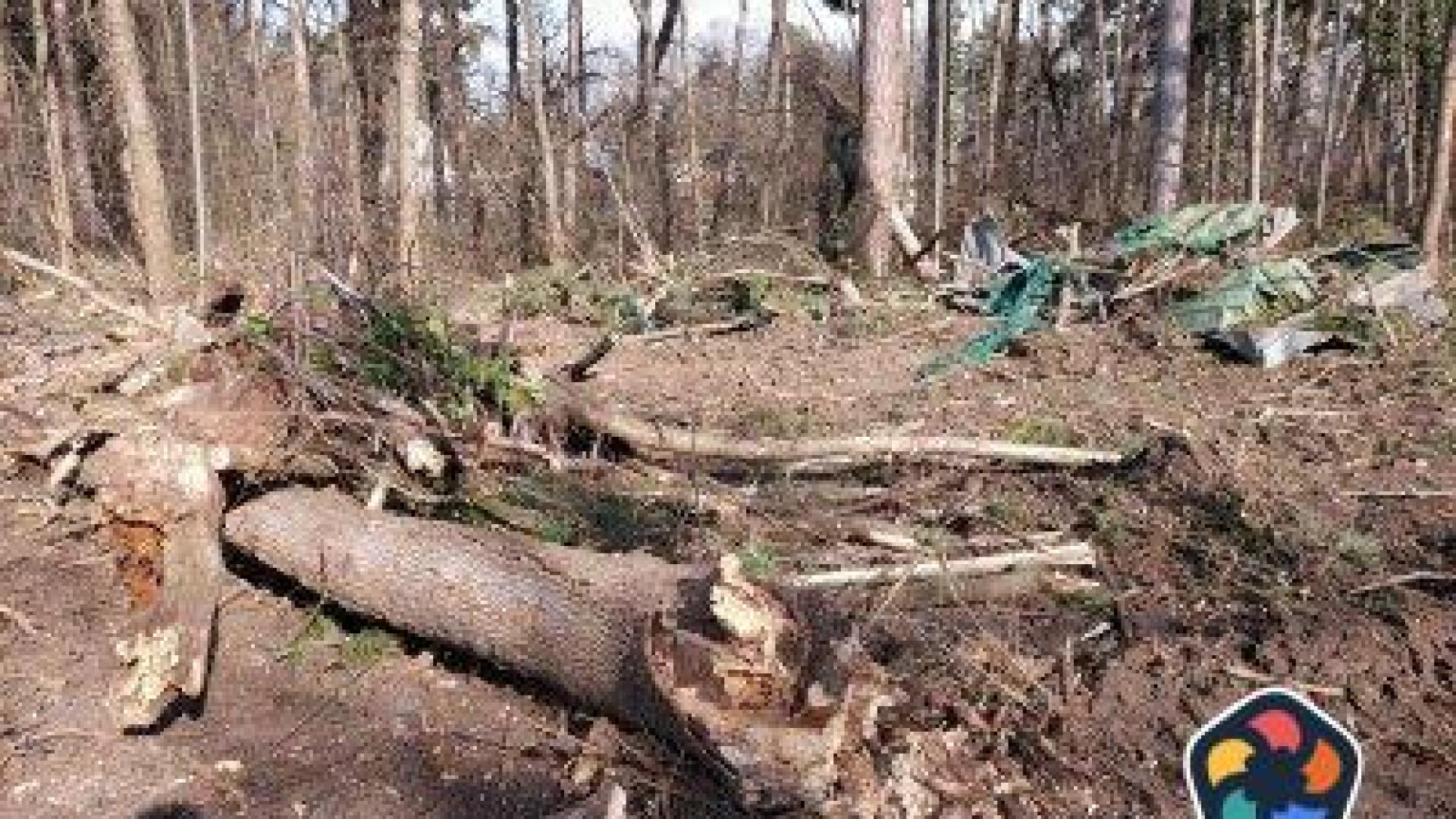 Съд потвърди глоба от 100 000 лв. заради сеч в Борисовата градина от фирма на Вълка