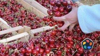 Първите череши у нас се продават на цена до 50 лв./кг