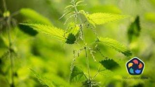 Копривата - неочаквано оръжие срещу парниковите проблеми*