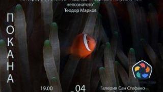 Подводна фотография показва непознати морски дребосъци
