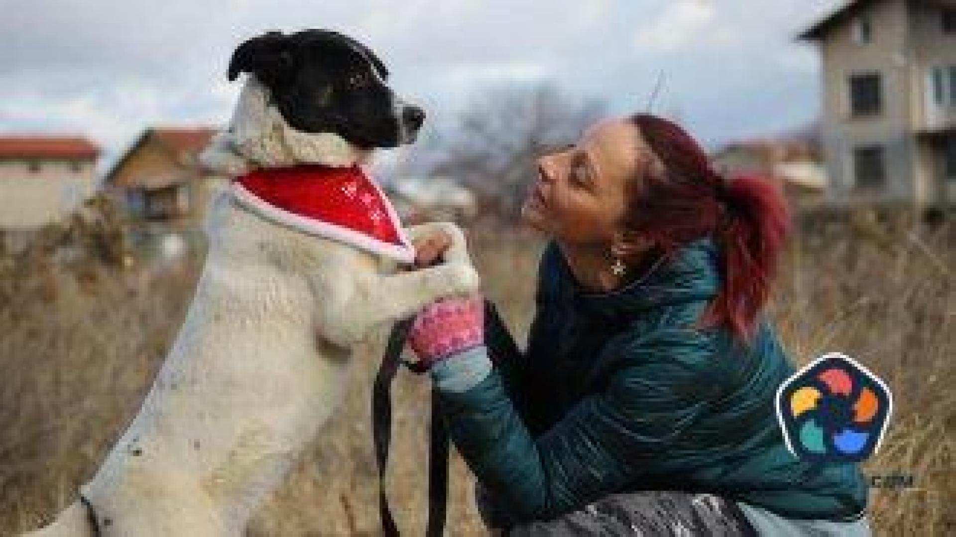 Спасяването на болни бездомничета в Костинброд е на пауза