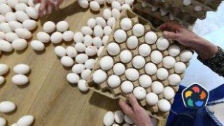 Еврокомисията налага мита върху вноса на яйца от Украйна