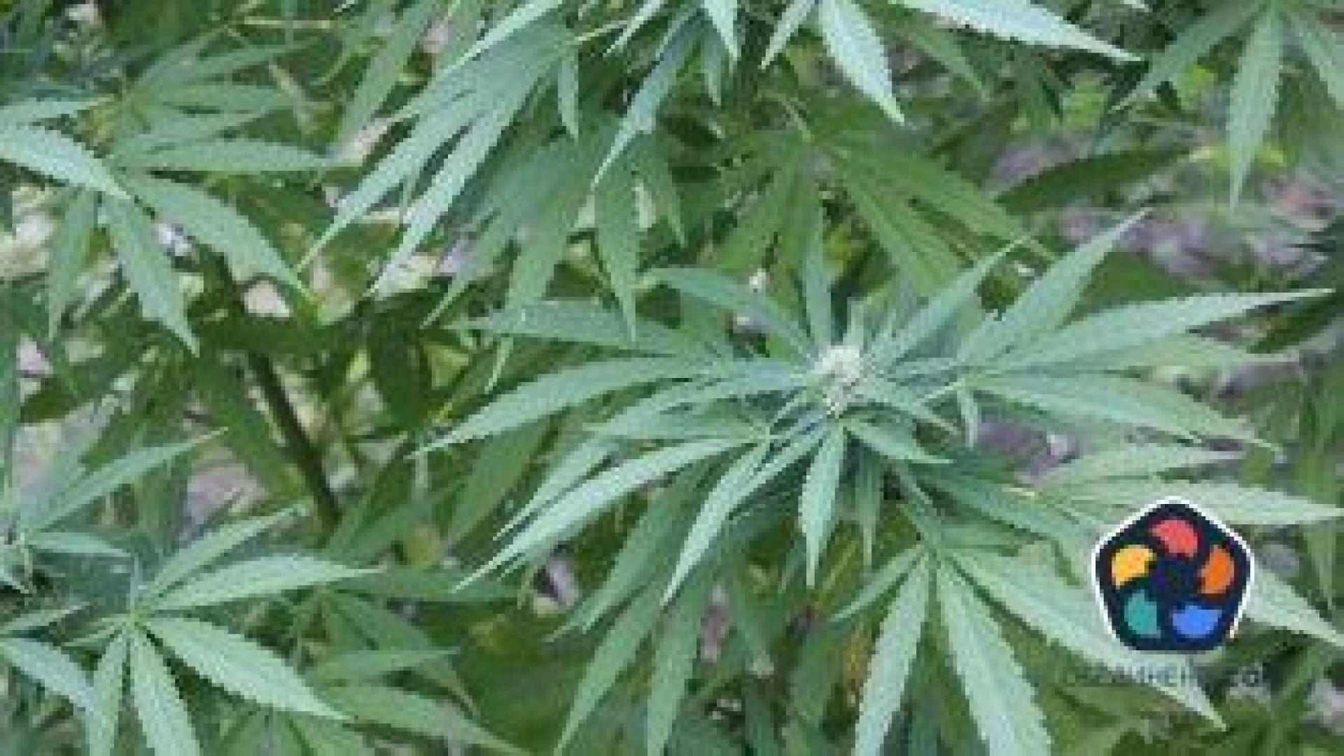 Бисквити с канабис пратиха 6 деца в болницата в Плевен