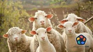 България въвежда дезинфекция по всички ГКПП заради риск от чума по овце и кози