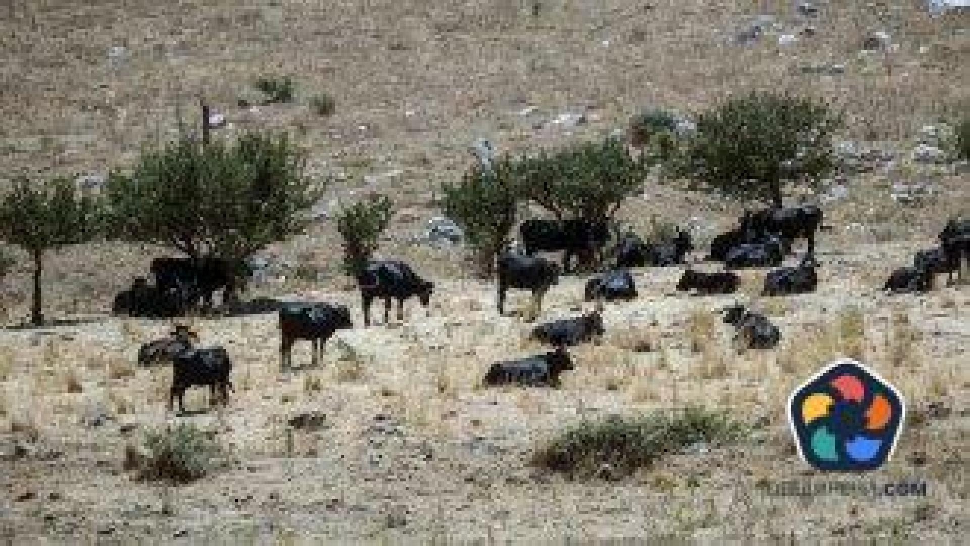Селското стопанство в Сицилия страда заради сушата