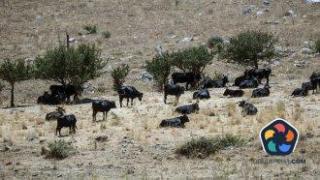 Селското стопанство в Сицилия страда заради сушата