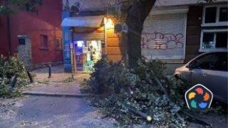 10-метрово дърво е паднало върху автомобил на улица в София