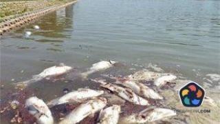 Под 1/3 от водите в Европа са чисти, а властите нехаят