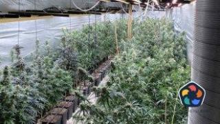 Арест и затвор или разрешена употреба. Канабисовите затворници на Европа