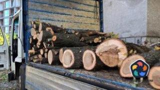Десетки дървета са изсечени незаконно във вековна гора в София