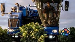 Неблагоприятният климат продължава да свива производството на вино в Европа