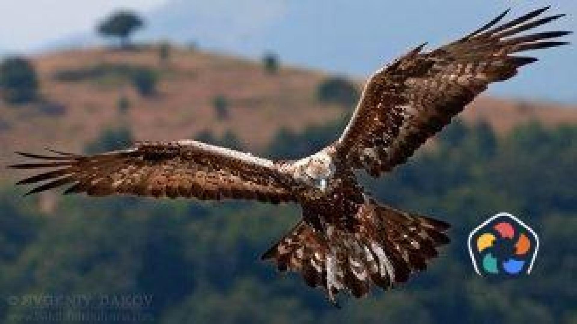 Президентът Байдън подписа закон, с който скалният орел официално стана национален символ на САЩ