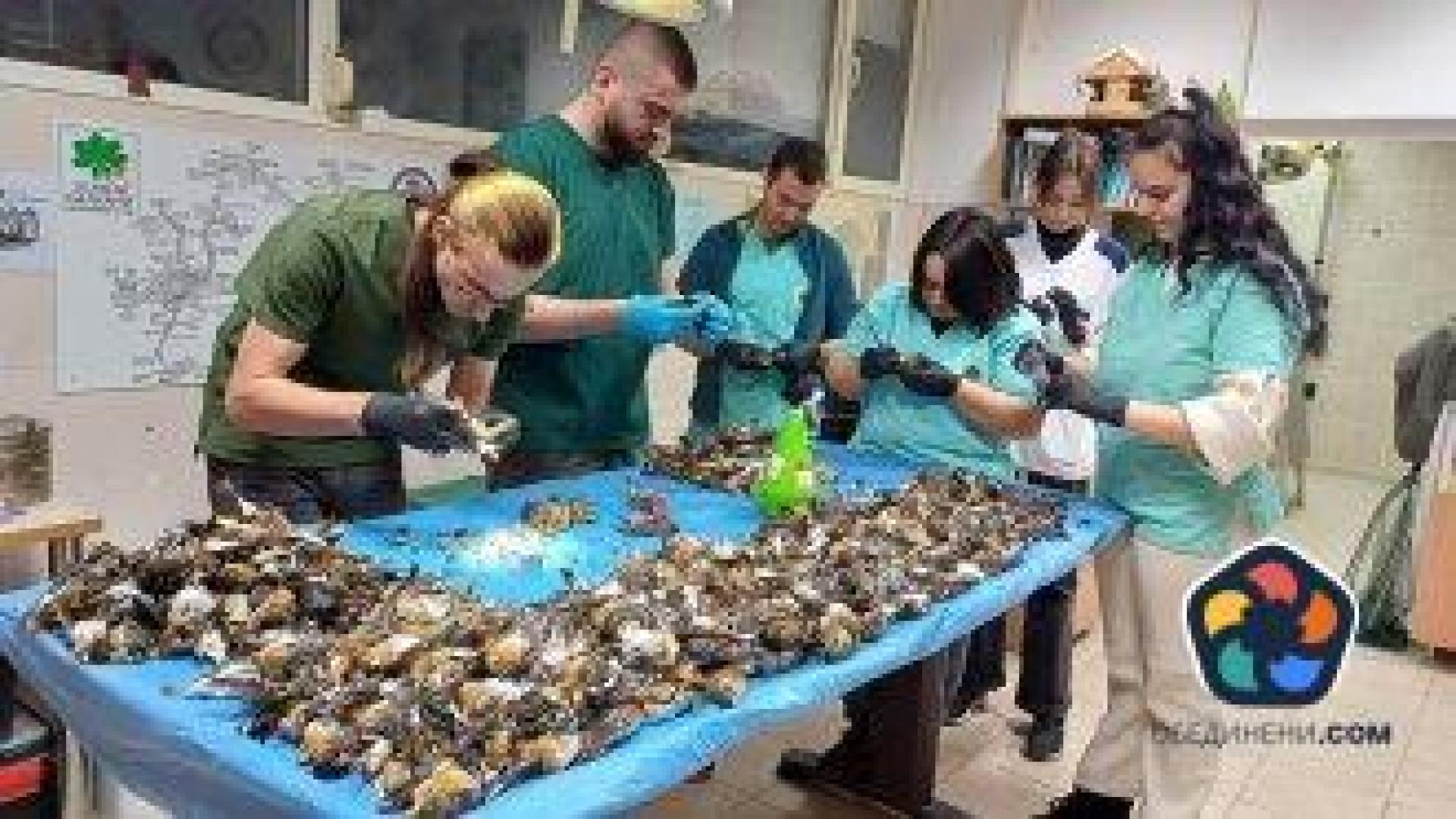 Близо 600 птици са загинали след новогодишната заря в Копривщица