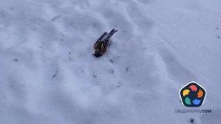 Над 1000 са мъртвите птици след новогодишната нощ в Копривщица