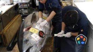 Риба тон с размер на мотоциклет бе продадена за 1.3 млн. долара