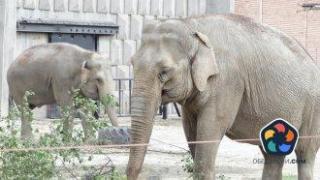 Билетите за столичния зоопарк поскъпват