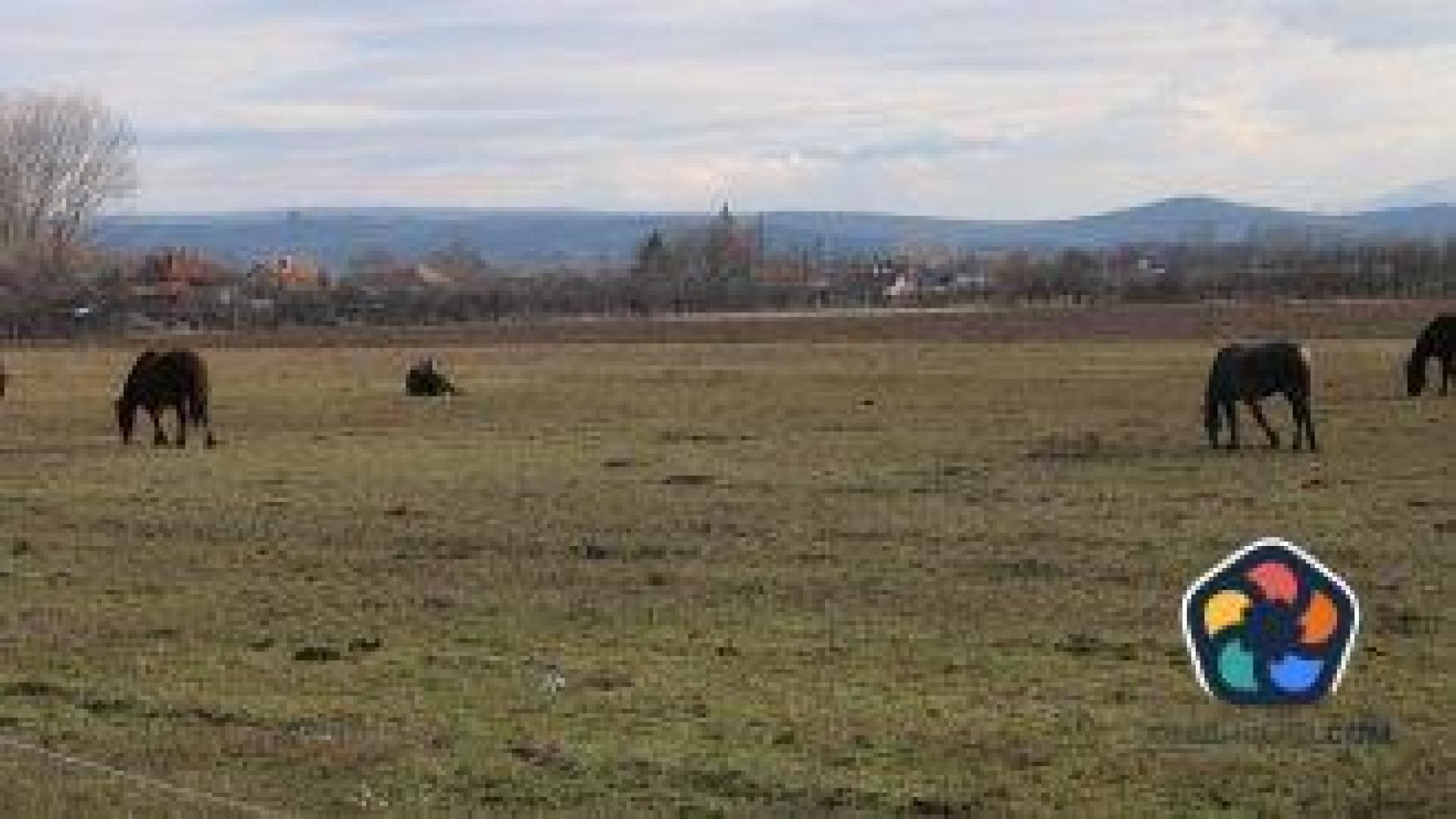 Втори човек ще пази от коне пътя край Кюстендил