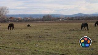 Втори човек ще пази от коне пътя край Кюстендил