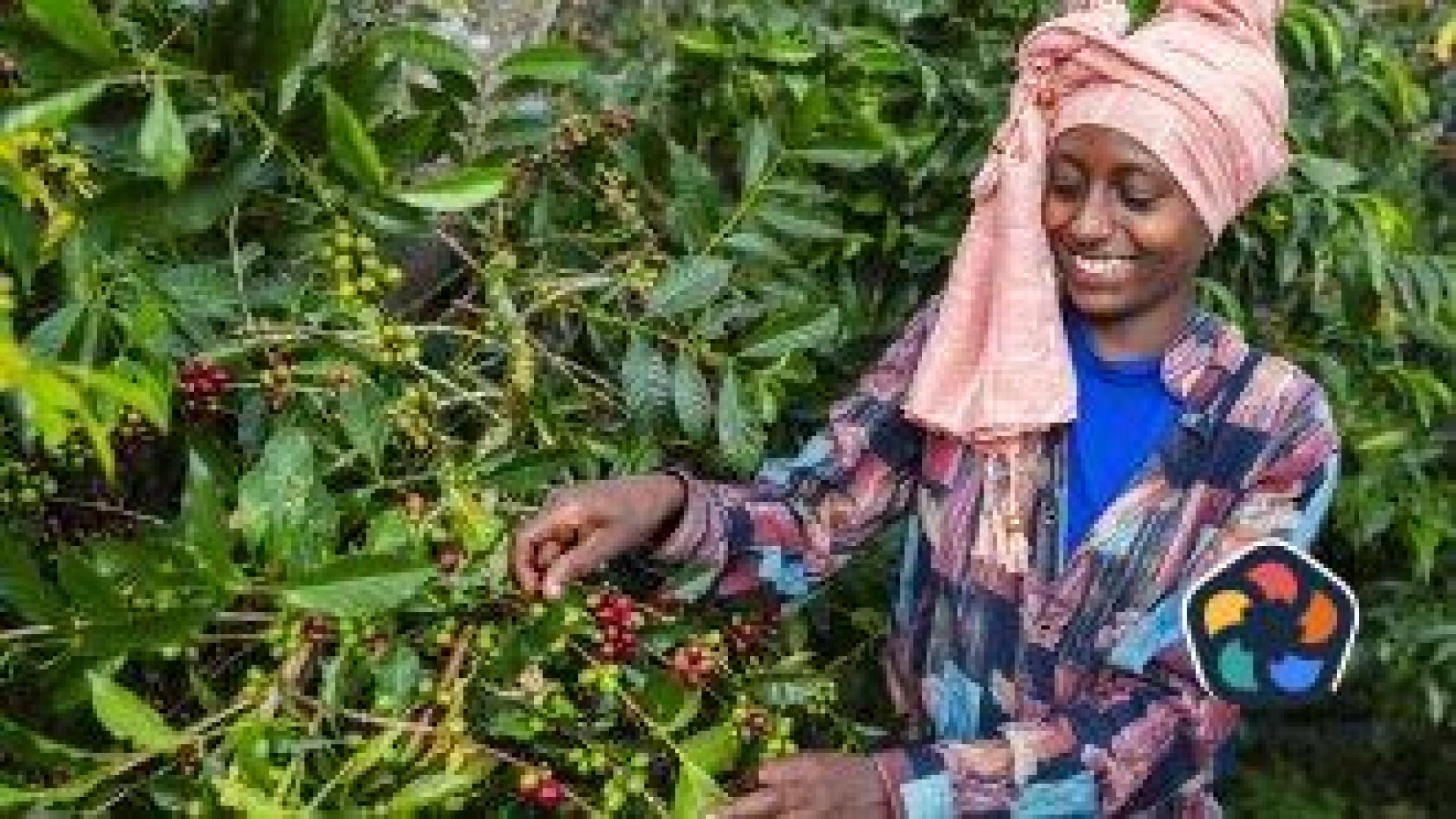 Рекордни цени на кафето арабика