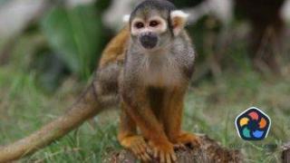 Министър обвини маймуна за спирането на тока в цяла Шри Ланка