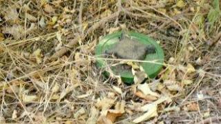 Полша и балтийските държави напускат Договора за забрана на противопехотните мини