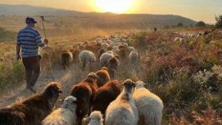 България кандидатства традиционната сезонна паша в планините да стане част от ЮНЕСКО