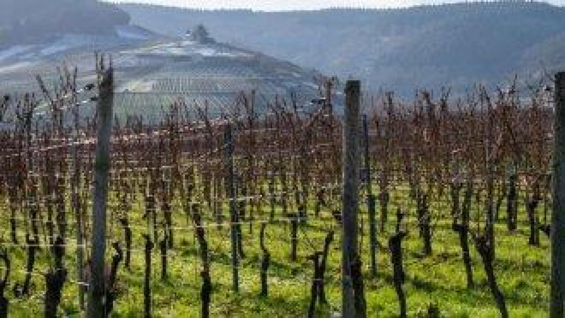 Ще става ли вино на дезинфектант за ръце? Как Тръмп удря лозята на Европа