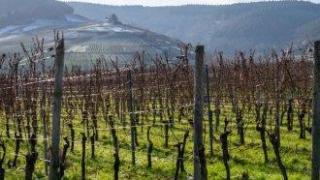 Ще става ли вино на дезинфектант за ръце? Как Тръмп удря лозята на Европа