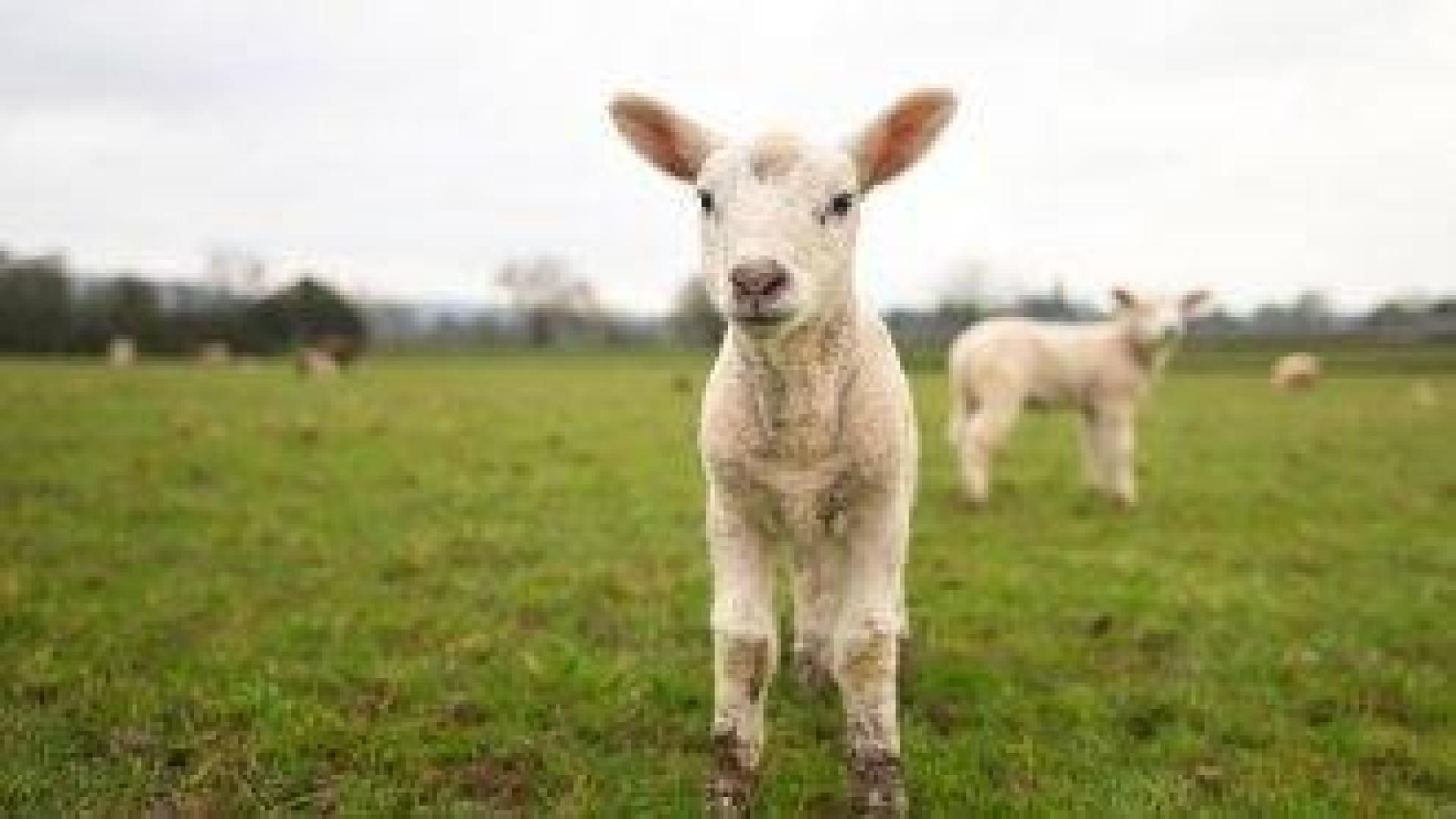 И трикове, и легенди продават българското агнешко и яйца на Великден