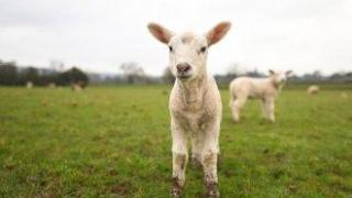 И трикове, и легенди продават българското агнешко и яйца на Великден