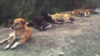 Общинският приют за безстопанствени кучета е поставен под карантина заради болестта гана