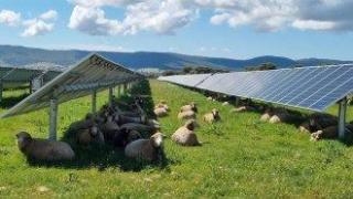 КС отмени бонуса агрофотоволтаици да се строят, без да се плаща такса за смяна на статута на земята