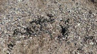 Нефтени петна изплуваха на плажове по Южното Черноморие