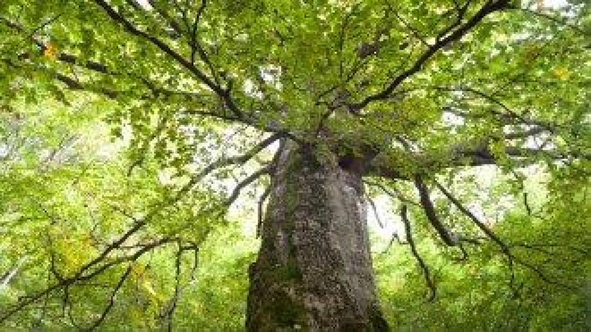 WWF: 20% от гората е застрашена от сеч