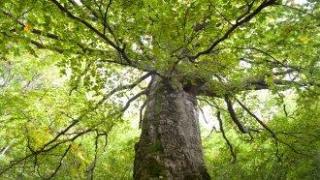 WWF: 20% от гората е застрашена от сеч