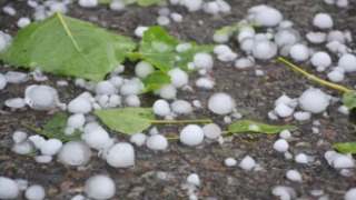 Земеделците с насаждения, засегнати от градушката имат 10 дни, за да поискат компенсации