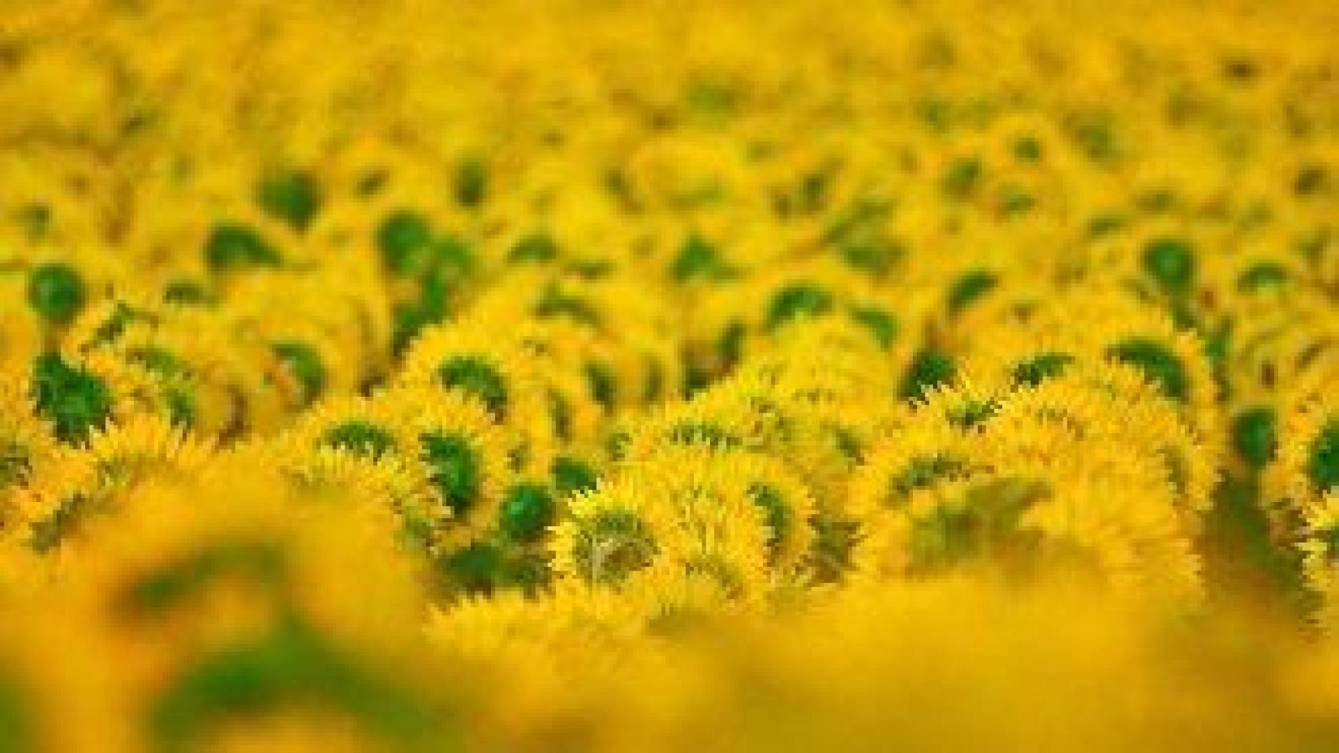 ЕК готви двойно по-високи субсидии за най-дребните земеделци